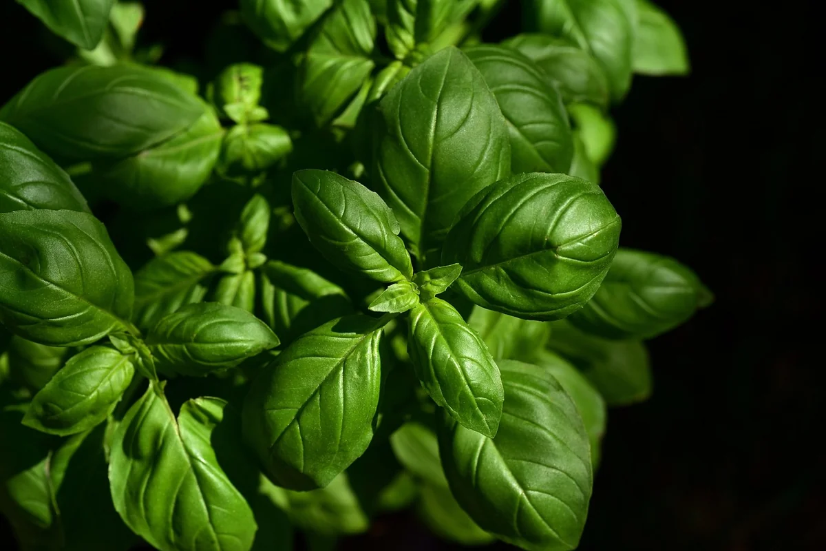 basil, herb, ingredient, leaves, nature, aromatic, taste, culinary herbs, seasoning, kitchen, italy, italian cooking, garden, fresh, growth - best kitchen shears for cutting poultry and herbs