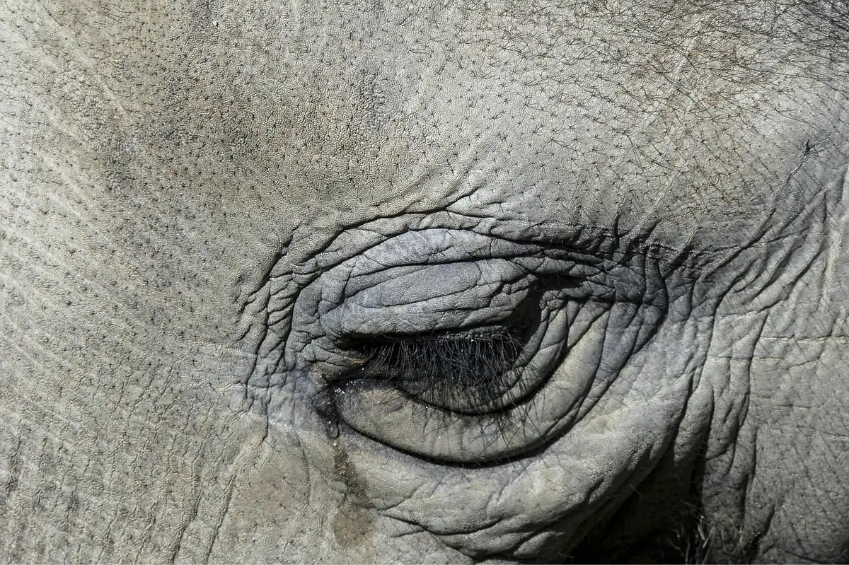 tearing, cry, elephant, eye, nature, animal, wildlife, mammal, sad, skin, close up, macro, wrinkles, pores, eye lashes, emotions, cry, elephant, elephant, elephant, elephant, elephant, sad, sad, sad, sad, emotions - best laundry detergents for sensitive skin